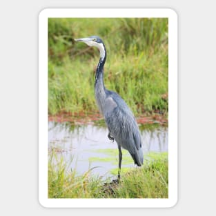 Blue or Black-headed Heron, Kenya Sticker